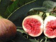 Fiku dhe dobite e tij