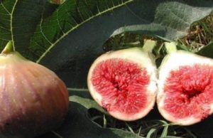 Fiku dhe dobite e tij