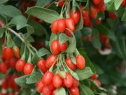 Në botë e konsiderojnë frutin e shekullit ose “bombë” e vitaminave për shkak të përberësve