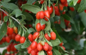 Në botë e konsiderojnë frutin e shekullit ose “bombë” e vitaminave për shkakë të përberësve