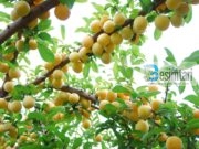 Çfar shpërblimi për atë që mbjellë pemë!