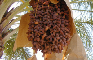 Hurmet kanë përfitime të jashtëzakonshme shëndetësore