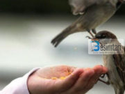 Tregim mahnitës: Çdo punë mund të jetë sadaka