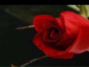 PROFESORESHË, PSE NUK JE MARTUAR?