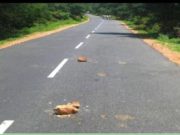 I Dërguari alejhi selam i ka premtuar Xhenetin atij që bën këtë vepër