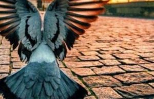 Vlerat dhe begatitë e ditës së hënë dhe të enjte..