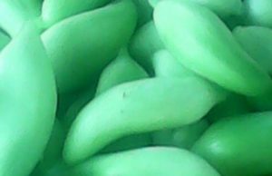 Inka kastravec (Cyclanthera pedata) | Mjeksia Islame