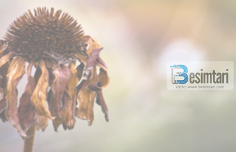 Lumturia bashkëshortore nuk mund të arrihet nëpërmjet dhunës