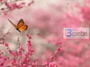 E mira gjendet këtu, në kraharor