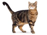 Kujdesi për macen shkak i shërimit të Nënës