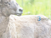 Endrra e Ibrahimi (alejhis-selam)