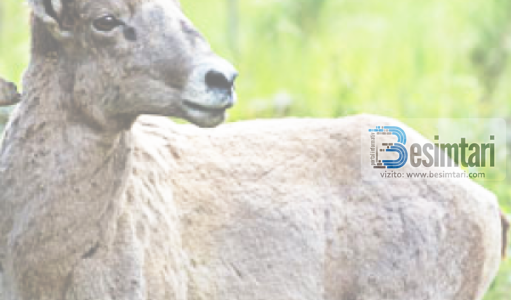 Endrra e Ibrahimi (alejhis-selam)