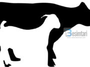 Flijimi (therja e kurbanit) jo për Allahun e lartësuar