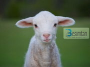 Begatite qe gjenden tek delja