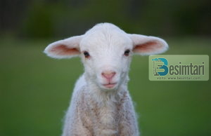 Begatite qe gjenden tek delja