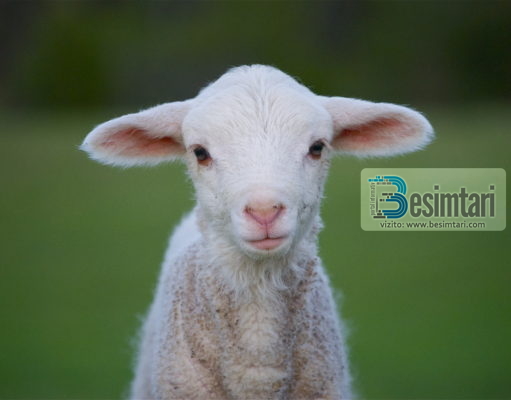 Begatite qe gjenden tek delja