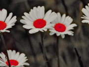 3 vetëve Allahu nuk ua refuzon përgjigjen