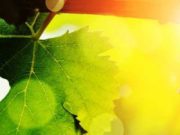 Me jepni nje dhimbje, t’u jap nje kryeveper