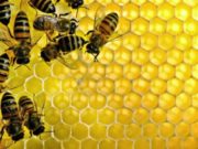 19 fakte interesante për bletët dhe mjaltin