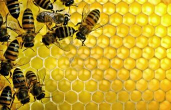 A keni menduar ndonjëherë pse bletët ndërtojnë hoje gjashtë-këndore dhe jo pesëkendore?