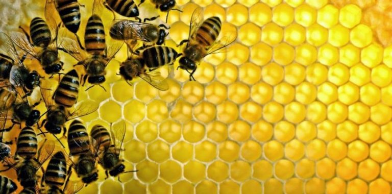 19 fakte interesante për bletët dhe mjaltin