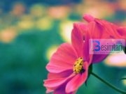 17 ateistët dhe Imam Shafiu