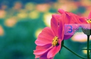 17 ateistët dhe Imam Shafiu