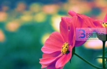 17 ateistët dhe Imam Shafiu