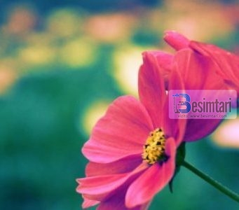 17 ateistët dhe Imam Shafiu