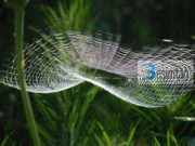 Mrekullia e rrjetës së merimangës (Kurani dhe Shkenca)