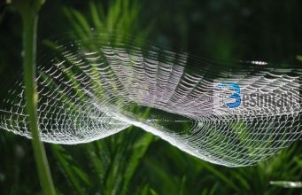 Mrekullia e rrjetës së merimangës (Kurani dhe Shkenca)