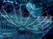 Mrekullia e rrjetës së merimangës