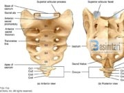 Një shkencëtar gjerman vërteton një mrekulli në Islam Kërbishti (coccyx) është kocka e fundit në fund të kurrizit tuaj.