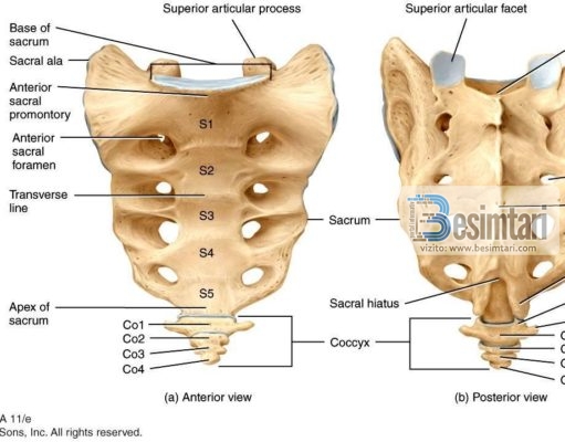 Një shkencëtar gjerman vërteton një mrekulli në Islam Kërbishti (coccyx) është kocka e fundit në fund të kurrizit tuaj.