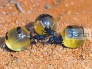 MILINGONA DHE MJALTI, DYNJAJA DHE NE!!