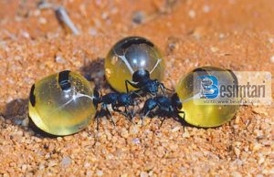 MILINGONA DHE MJALTI, DYNJAJA DHE NE!!