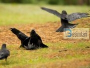 Përse Zoti i Plotfuqishëm zgjodhi sorrën që ta mësojë Kabilin se si ta varrosë vëllanë e tij