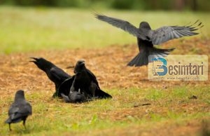 Përse Zoti i Plotfuqishëm zgjodhi sorrën që ta mësojë Kabilin se si ta varrosë vëllanë e tij