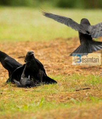 Përse Zoti i Plotfuqishëm zgjodhi sorrën që ta mësojë Kabilin se si ta varrosë vëllanë e tij