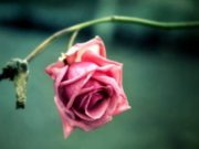 Mos prit falënderim nga askush!