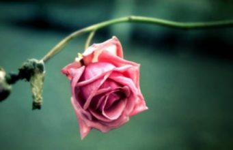 Mos prit falënderim nga askush!