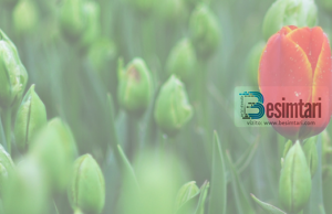 Cila është krijesa me besimin më të mahnitshëm?