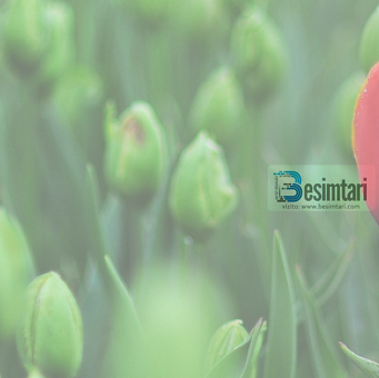 Cila është krijesa me besimin më të mahnitshëm?