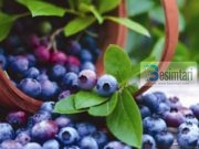 Çfarë përfitimesh sjell konsumimi i boronicës?