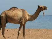 Ruaje devenë nga syri i atij njeriu!