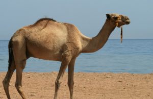 Ruaje devenë nga syri i atij njeriu!