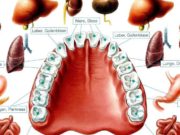 Misvaku, këshilla orale