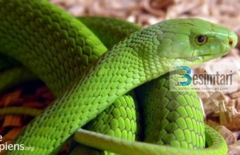 Çfarë do të thotë të shikosh gjarprin në ëndërr?