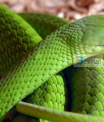 Çfarë do të thotë të shikosh gjarprin në ëndërr?