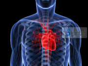 Ku qëndron dallimi mes zemrës së mashkullit dhe femrës ?